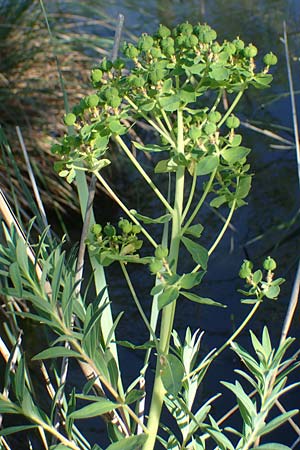 Euphorbia palustris / Marsh Spurge, F Camargue,  Mas-Thibert 2.5.2023