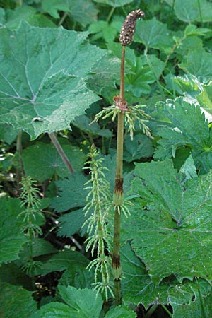 Equisetum sylvaticum / Wood Horsetail, F Allevard 11.6.2006