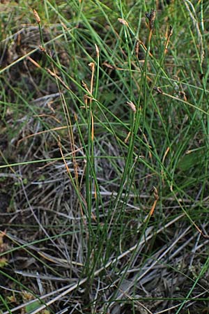 Eleocharis multicaulis \ Vielstngelige Sumpfbinse, F Bitche 15.8.2021