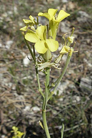 Erysimum ochroleucum \ Blassgelber Schterich / Creamish Treacle Mustard, F Rochefort-en-Valdaine 10.6.2006