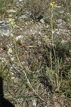 Erysimum ochroleucum \ Blassgelber Schterich / Creamish Treacle Mustard, F Rochefort-en-Valdaine 10.6.2006