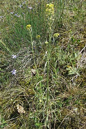 Erysimum virgatum \ Steifer Schterich, F Nyons 10.6.2006