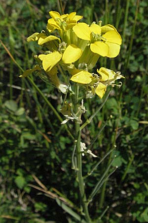 Erysimum virgatum \ Steifer Schterich / Hawkweed-Leaved Treacle Mustard, F Nyons 10.6.2006