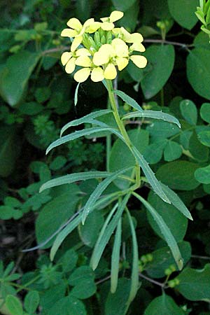 Erysimum virgatum / Hawkweed-Leaved Treacle Mustard, F Nyons 10.6.2006