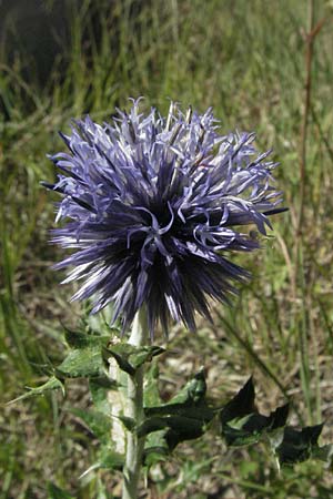 Echinops ritro \ Blaue Kugeldistel, F Crest 20.8.2006