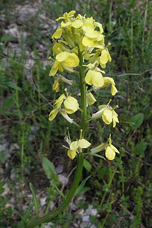 Erysimum ochroleucum \ Blassgelber Schterich, F Serres 12.5.2007