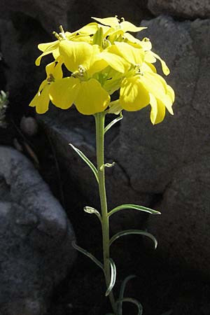 Erysimum rhaeticum \ Schweizer Schterich, F Castellane 12.5.2007