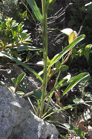 Erysimum rhaeticum \ Schweizer Schterich / Swiss Treacle Mustard, F Castellane 12.5.2007