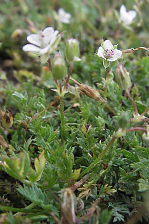 Erodium cicutarium \ Gewhnlicher Reiherschnabel, F Camargue 13.5.2007