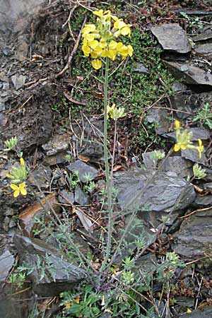 Erucastrum nasturtiifolium \ Stumpfkantige Hundsrauke / Water-Cress Leaved Rocket, F Pyrenäen/Pyrenees, Err 14.5.2007