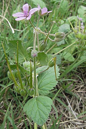 Erodium malacoides \ Malvenblttriger Reiherschnabel / Soft Stork's-Bill, F Pyrenäen/Pyrenees, Olette 14.5.2007