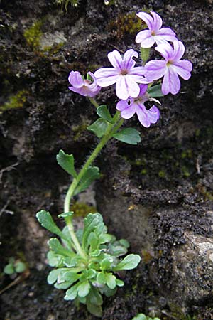 Erinus alpinus \ Leber-Balsam / Fairy Foxglove, F Causse du Larzac 15.5.2007