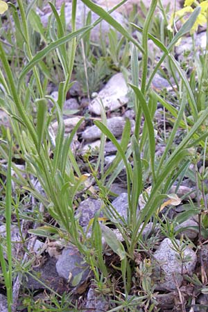 Erysimum ochroleucum \ Blassgelber Schterich / Creamish Treacle Mustard, F Col de Lautaret 22.6.2008