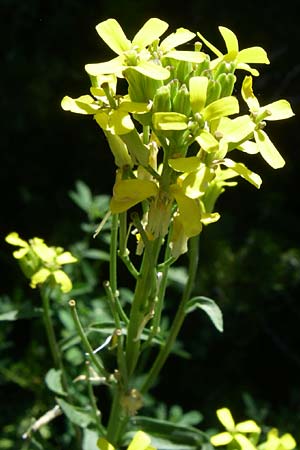 Erysimum virgatum \ Steifer Schterich, F Queyras, Vieille Ville 22.6.2008