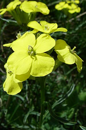 Erysimum seipkae \ Pyrenen-Schterich / Pyrenean Treacle Mustard, F Pyrenäen/Pyrenees, Eyne 25.6.2008