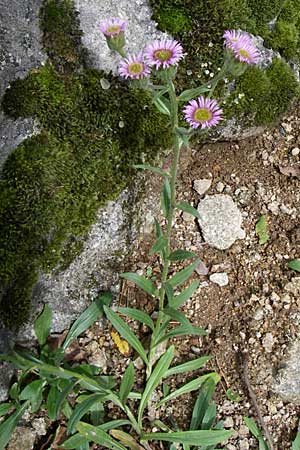 Erigeron gaudinii / Gaudin's Fleabane, F Vosges, Botan. Gar.  Haut Chitelet 5.8.2008