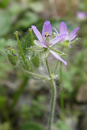 Erodium moschatum \ Moschus-Reiherschnabel, F Valence 26.5.2009