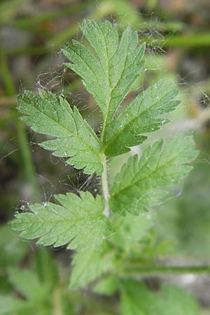 Erodium moschatum \ Moschus-Reiherschnabel, F Valence 26.5.2009