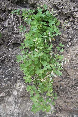 Corydalis alba ? \ Blagelber Lerchensporn, F Saint-Guilhem-le-Desert 1.6.2009