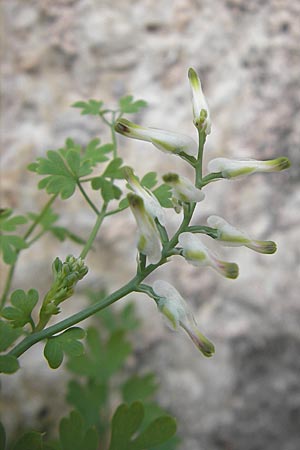 Corydalis alba ? \ Blagelber Lerchensporn, F Saint-Guilhem-le-Desert 1.6.2009