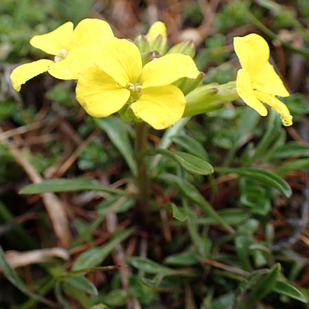 Erysimum burnatii ? \ Burnats Schterich / Burnat's Treacle Mustard, F Col de la Cayolle 30.4.2023