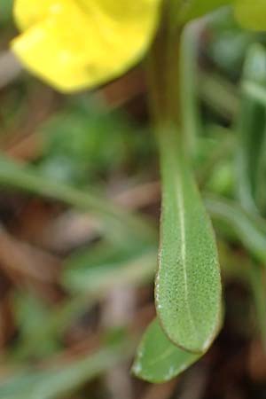 Erysimum burnatii ? \ Burnats Schterich / Burnat's Treacle Mustard, F Col de la Cayolle 30.4.2023