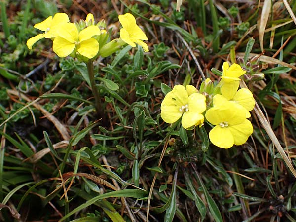 Erysimum burnatii ? \ Burnats Schterich / Burnat's Treacle Mustard, F Col de la Cayolle 30.4.2023