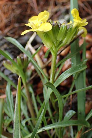 Erysimum burnatii ? \ Burnats Schterich / Burnat's Treacle Mustard, F Col de la Cayolle 30.4.2023