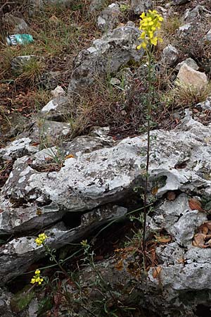 Erysimum rhaeticum \ Schweizer Schterich / Swiss Treacle Mustard, F Col d'Eze 1.5.2023