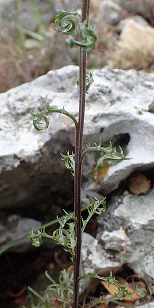 Erysimum rhaeticum \ Schweizer Schterich / Swiss Treacle Mustard, F Col d'Eze 1.5.2023