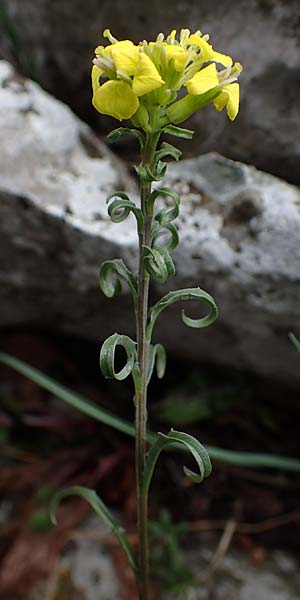 Erysimum rhaeticum \ Schweizer Schterich, F Col d'Eze 1.5.2023