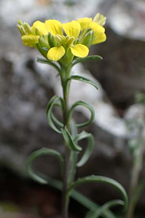 Erysimum rhaeticum \ Schweizer Schterich, F Col d'Eze 1.5.2023