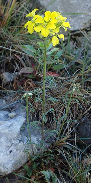 Erysimum rhaeticum \ Schweizer Schterich, F Grasse 2.5.2023