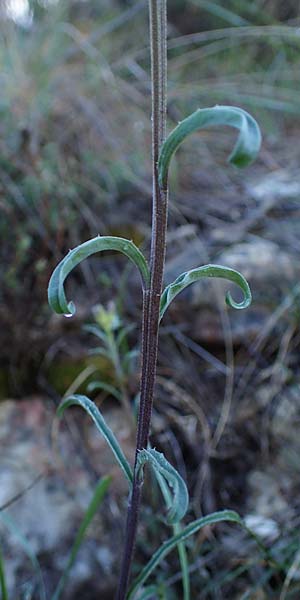 Erysimum rhaeticum \ Schweizer Schterich, F Grasse 2.5.2023