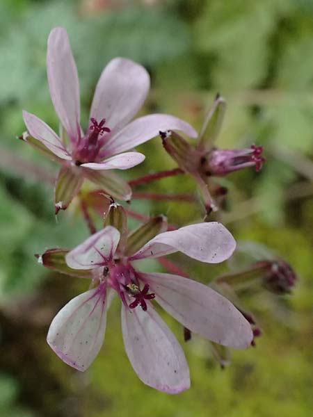 Erodium cicutarium \ Gewhnlicher Reiherschnabel / Common Crane's-Bill, Philary, F Grasse 15.3.2024