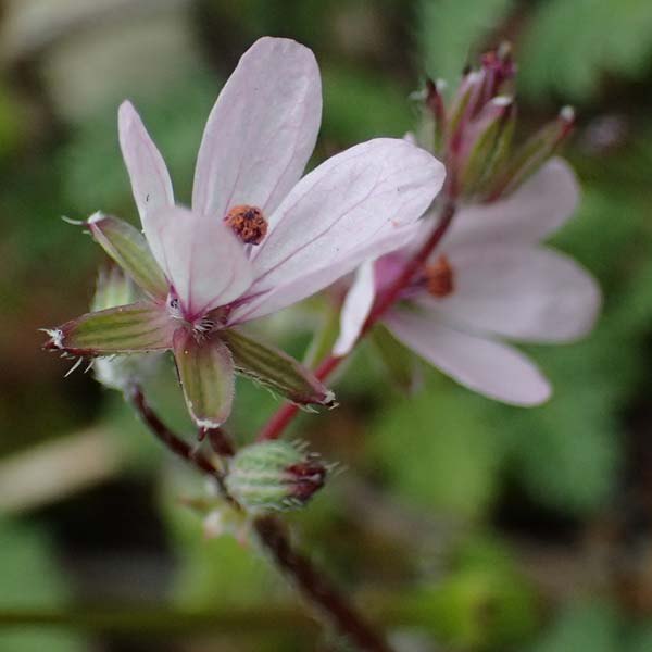 Erodium cicutarium \ Gewhnlicher Reiherschnabel / Common Crane's-Bill, Philary, F Grasse 15.3.2024