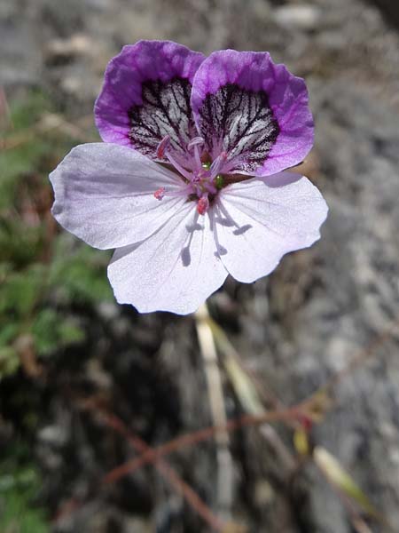 Erodium glandulosum \ Drsiger Reiherschnabel / Black-Eyed Heron's-Bill, Andorra Canillo 13.7.2016 (Photo: Jolanda Remmerswaal)