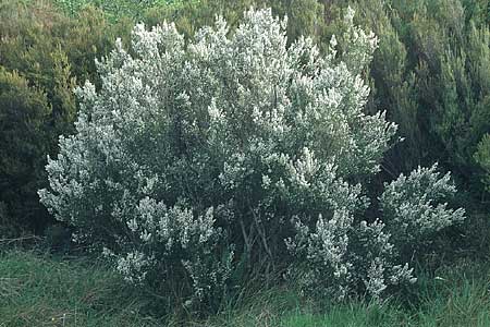 Erica arborea \ Baum-Heide / Tree Heather, F Corbières, Bugarach 1.5.2005