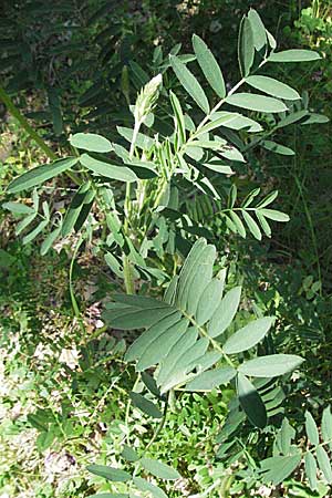 Onobrychis viciifolia \ Futter-Esparsette, Saat-Esparsette, F Allevard 11.6.2006