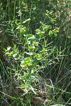 Euphorbia serrata \ Gesgte Wolfsmilch / Serrate Spurge, F Alpes de Haute Provence, Riez 23.6.2008