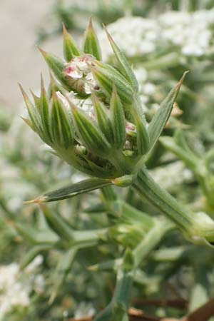 Echinophora spinosa \ Starre Stacheldolde / Prickly Samphire, Sea Parsnip, F Canet-en-Roussillon 27.7.2018