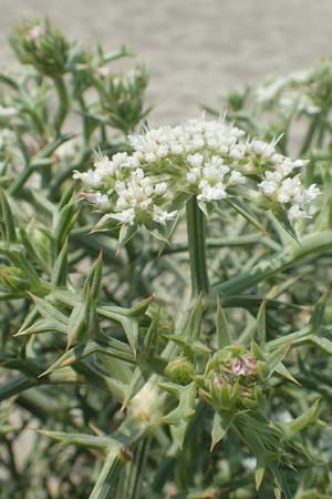 Echinophora spinosa \ Starre Stacheldolde / Prickly Samphire, Sea Parsnip, F Canet-en-Roussillon 27.7.2018