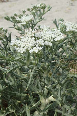 Echinophora spinosa \ Starre Stacheldolde / Prickly Samphire, Sea Parsnip, F Canet-en-Roussillon 9.8.2018