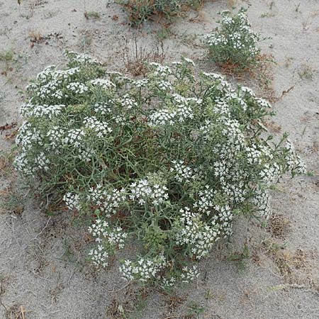 Echinophora spinosa \ Starre Stacheldolde, F Canet-en-Roussillon 9.8.2018