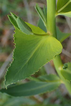 Euphorbia serrata \ Gesgte Wolfsmilch / Serrate Spurge, F Savines-le-Lac 29.4.2023