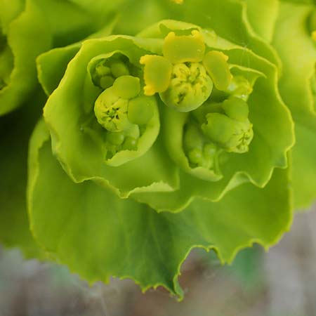 Euphorbia serrata \ Gesgte Wolfsmilch / Serrate Spurge, F Savines-le-Lac 29.4.2023