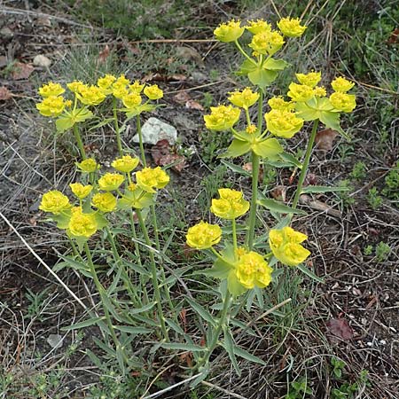 Euphorbia serrata \ Gesgte Wolfsmilch / Serrate Spurge, F Savines-le-Lac 29.4.2023