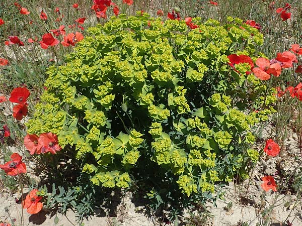 Euphorbia serrata \ Gesgte Wolfsmilch / Serrate Spurge, F Lagnes 3.5.2023