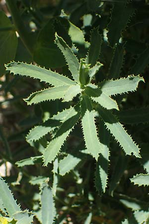 Euphorbia serrata \ Gesgte Wolfsmilch / Serrate Spurge, F Lagnes 3.5.2023