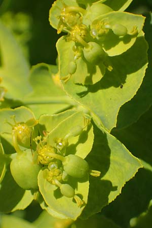 Euphorbia serrata \ Gesgte Wolfsmilch / Serrate Spurge, F Lagnes 3.5.2023
